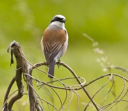 https://www.cc-mosellemadon.fr/globalflexit/images/img_base/agendas/1376/265_230_7_040622-oiseaux-nicheurs-v1.jpg