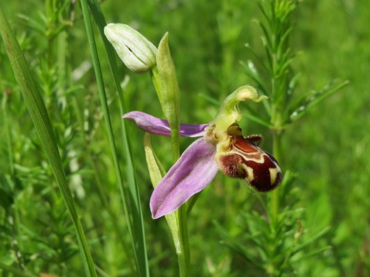 Les belles orchidées