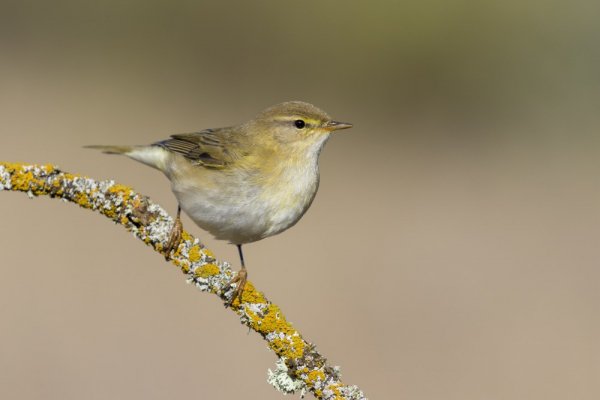 Migration
