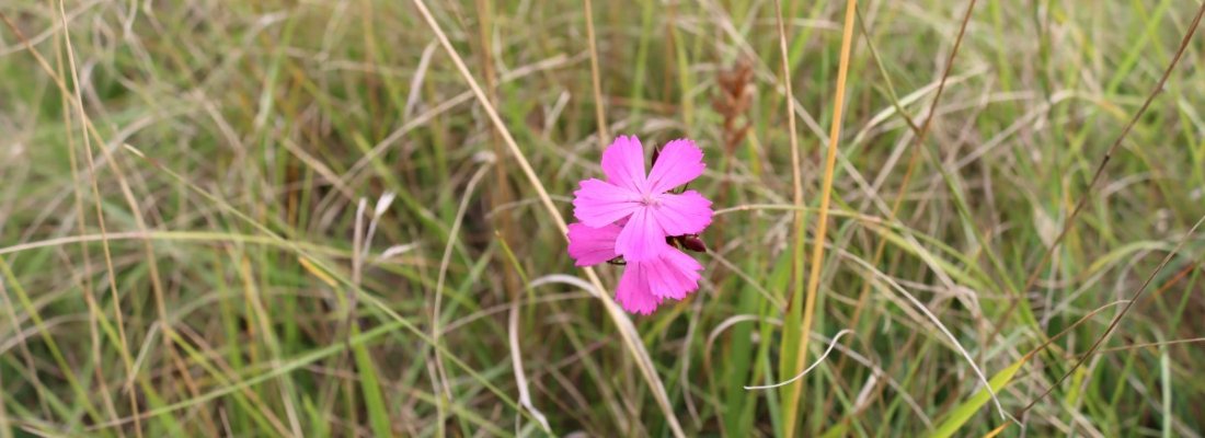 L’été sur le Plateau