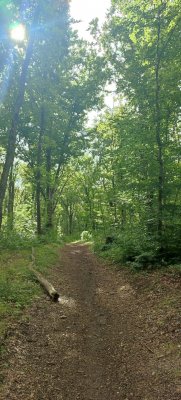 Les trésors de la forêt