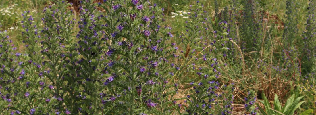 Biodiversité en ville